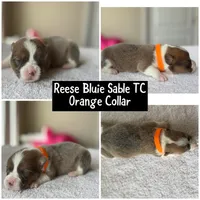 Reese bluie sable akc, a male Pembroke Welsh Corgi for sale in Aberdeen, WA – 2 of 6