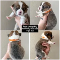Reese bluie sable akc, a male Pembroke Welsh Corgi for sale in Aberdeen, WA – 3 of 6
