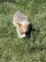 Reese bluie sable akc, a male Pembroke Welsh Corgi for sale in Aberdeen, WA – 5 of 6