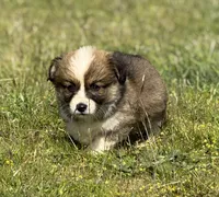 Sunni Yellow Boy, a male Pembroke Welsh Corgi for sale in Aberdeen, WA – 7 of 10