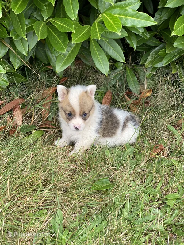 Zion  – Pembroke Welsh Corgi puppy for sale in Aberdeen, WA