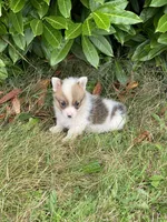 Zion , a male Pembroke Welsh Corgi for sale in Aberdeen, WA – 1 of 3