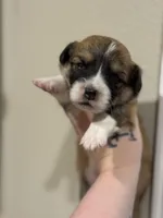 Peter Green Boy , a male Pembroke Welsh Corgi for sale in Aberdeen, WA – 2 of 2