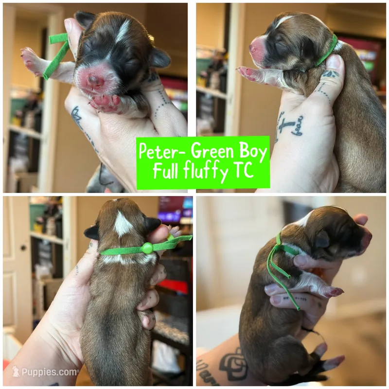 Peter Green Boy  – Pembroke Welsh Corgi puppy on hold in Aberdeen, WA