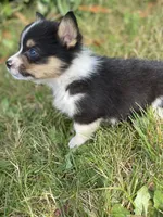 Everest, a male Pembroke Welsh Corgi for sale in Aberdeen, WA – 2 of 4