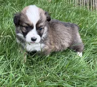 Sunni Yellow Boy, a male Pembroke Welsh Corgi for sale in Aberdeen, WA – 2 of 10