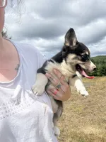 Colt, a male Pembroke Welsh Corgi for sale in Aberdeen, WA – 3 of 6