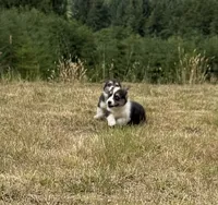 Dakota , a female Pembroke Welsh Corgi for sale in Aberdeen, WA – 2 of 8