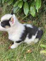 Jasper , a male Pembroke Welsh Corgi for sale in Aberdeen, WA – 3 of 4