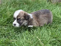 Sunni Yellow Boy, a male Pembroke Welsh Corgi for sale in Aberdeen, WA – 5 of 10