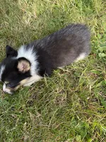 Everest, a male Pembroke Welsh Corgi for sale in Aberdeen, WA – 4 of 4