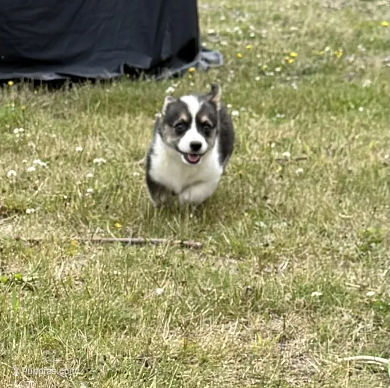 Dakota  – Pembroke Welsh Corgi puppy for sale in Aberdeen, WA