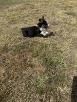 Colt, a male Pembroke Welsh Corgi for sale in Aberdeen, WA – 6 of 6