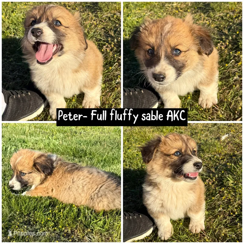 Peter  – Pembroke Welsh Corgi puppy for sale in Aberdeen, WA