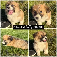 Peter , a male Pembroke Welsh Corgi for sale in Aberdeen, WA – 1 of 2