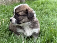 Sunni Yellow Boy, a male Pembroke Welsh Corgi for sale in Aberdeen, WA – 3 of 10