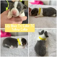 Lilly akc bluie female , a female Pembroke Welsh Corgi for sale in Aberdeen, WA – 1 of 8