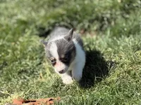 Lilly akc bluie female , a female Pembroke Welsh Corgi for sale in Aberdeen, WA – 3 of 8