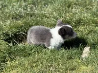 Lilly akc bluie female , a female Pembroke Welsh Corgi for sale in Aberdeen, WA – 5 of 8
