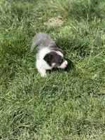 Lilly akc bluie female , a female Pembroke Welsh Corgi for sale in Aberdeen, WA – 8 of 8