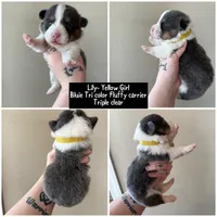 Lilly akc bluie female , a female Pembroke Welsh Corgi for sale in Aberdeen, WA – 2 of 8