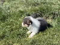 Lilly akc bluie female , a female Pembroke Welsh Corgi for sale in Aberdeen, WA – 7 of 8