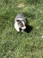 Lilly akc bluie female , a female Pembroke Welsh Corgi for sale in Aberdeen, WA – 6 of 8