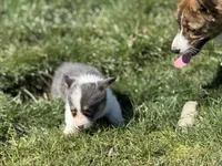 Lilly akc bluie female , a female Pembroke Welsh Corgi for sale in Aberdeen, WA – 4 of 8