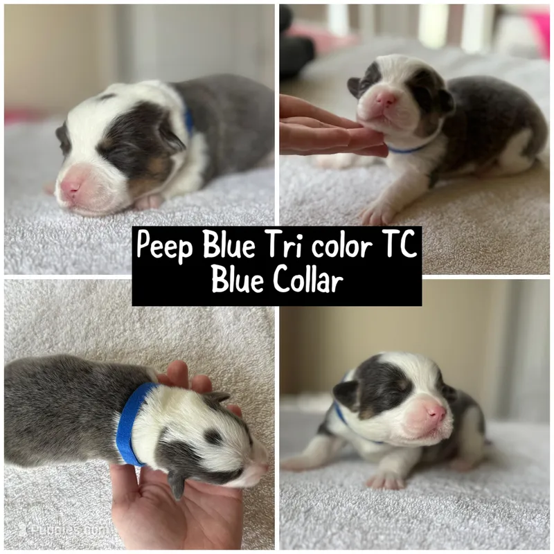 Peep bluie tri color akc  – Pembroke Welsh Corgi puppy on hold in Aberdeen, WA