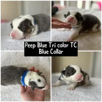 Peep bluie tri color akc , a male Pembroke Welsh Corgi for sale in Aberdeen, WA – 1 of 1