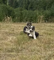 Dakota , a female Pembroke Welsh Corgi for sale in Aberdeen, WA – 5 of 8