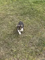 Remi , a female Pembroke Welsh Corgi for sale in Aberdeen, WA – 3 of 4