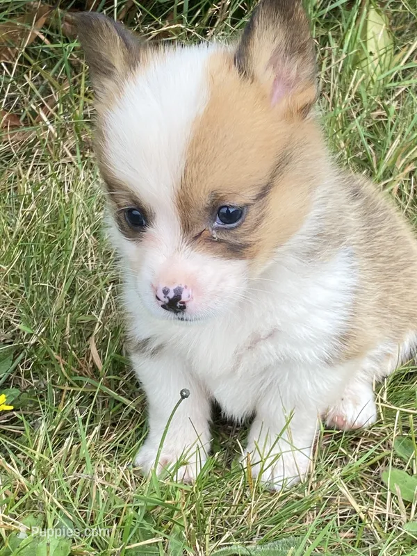 Kodiak – Pembroke Welsh Corgi puppy for sale in Aberdeen, WA
