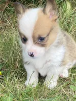 Kodiak, a male Pembroke Welsh Corgi for sale in Aberdeen, WA – 1 of 4