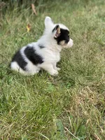 Jasper , a male Pembroke Welsh Corgi for sale in Aberdeen, WA – 4 of 4