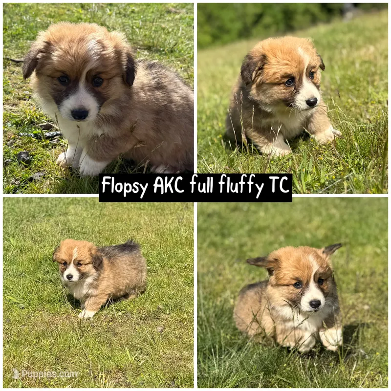 Flopsy- Red Boy – Pembroke Welsh Corgi puppy for sale in Aberdeen, WA