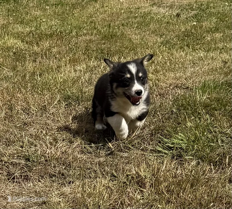 Colt – Pembroke Welsh Corgi puppy for sale in Aberdeen, WA