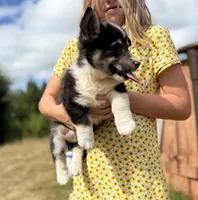 Wrangler, a male Pembroke Welsh Corgi for sale in Aberdeen, WA – 2 of 4