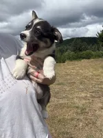 Colt, a male Pembroke Welsh Corgi for sale in Aberdeen, WA – 4 of 6