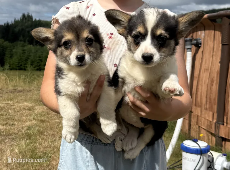 Remi  – Pembroke Welsh Corgi puppy for sale in Aberdeen, WA