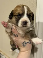 Flopsy- Red Boy, a male Pembroke Welsh Corgi for sale in Aberdeen, WA – 2 of 2