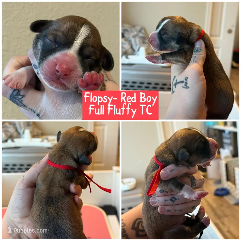 Flopsy- Red Boy – Pembroke Welsh Corgi puppy for sale in Aberdeen, WA