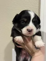 Jelly Bean - Orange boy , a male Pembroke Welsh Corgi for sale in Aberdeen, WA – 2 of 2