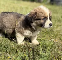 Sunni Yellow Boy, a male Pembroke Welsh Corgi for sale in Aberdeen, WA – 10 of 10