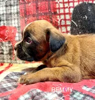 Remmy, a male Boxer for sale in Genesee, PA – 3 of 8