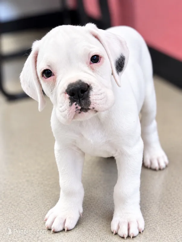 Storm  -AKC - Euro lines – Boxer puppy for sale in Genesee, PA