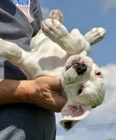 Storm , a male Boxer for sale in Genesee, PA – 1 of 9