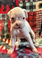 DIESEL, a male Boxer for sale in Genesee, PA – 2 of 7