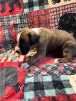 IVY-AKC, a female Boxer for sale in Genesee, PA – 3 of 8