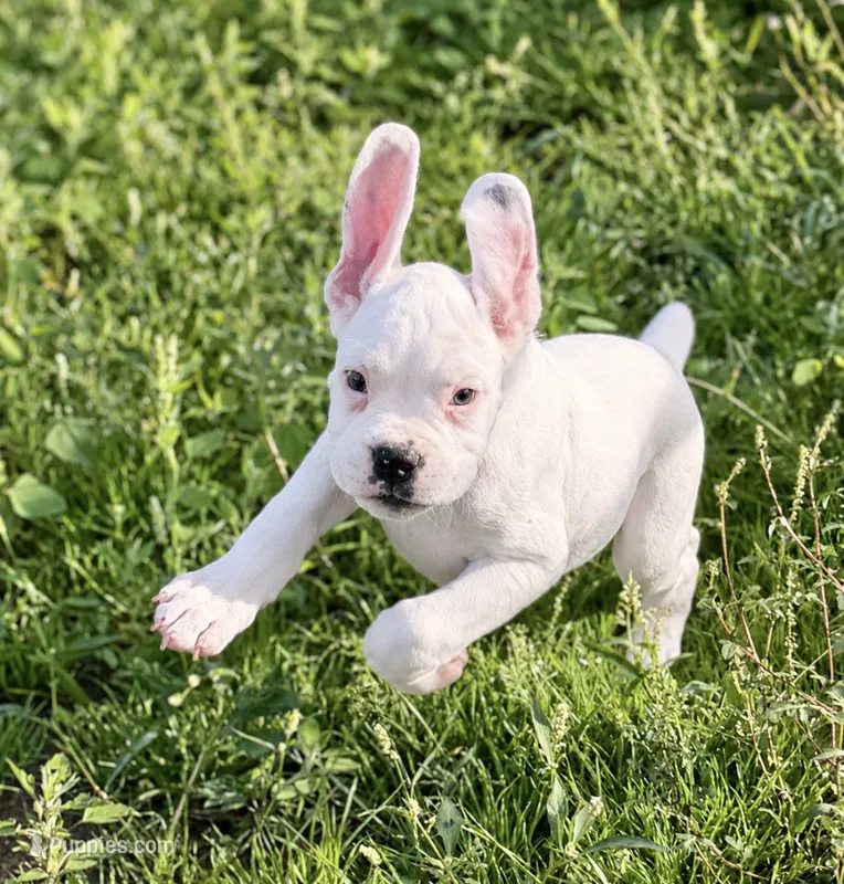 Popcorn -AKC - Euro lines – Boxer puppy for sale in Genesee, PA